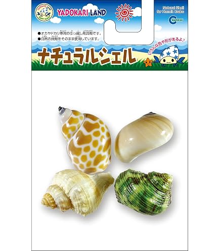 ヤドカリのお宿 { 貝殻 巻貝 A } 貝殻 巻貝 | } A フォトライブ ヤドカリのお宿 { 貝殻 巻貝 A } 貝殻 巻貝 | } A フォトライブ