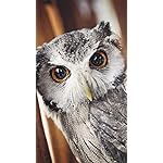 フクロウ HD(720×1280)壁紙 Eulen 2021: Broschuerenkalender mit Ferienterminen. Eulen, Jaeger der Nacht フクロウ HD(720×1280)壁紙 Eulen 2021: Broschuerenkalender mit Ferienterminen. Eulen, Jaeger der Nacht