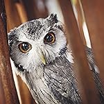 フクロウ iPad壁紙 Eulen 2021: Broschuerenkalender mit Ferienterminen. Eulen, Jaeger der Nacht フクロウ iPad壁紙 Eulen 2021: Broschuerenkalender mit Ferienterminen. Eulen, Jaeger der Nacht