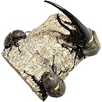 Amazon | 【ラニヘラクレス】ヘラクレス ヘラクレスオオカブト 
