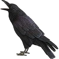 ペットバンク ジャングル クロウ カラス PET BANK JUNGLE CROW