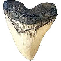 Amazon.co.jp: Prehistoric Planet Store 5.5インチ メガロドン