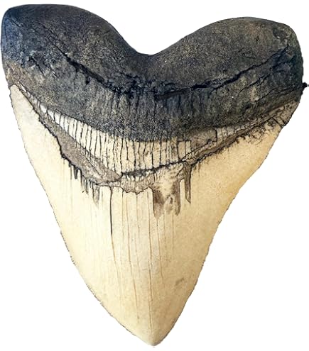 Amazon.co.jp: Prehistoric Planet Store 5.5インチ メガロドン