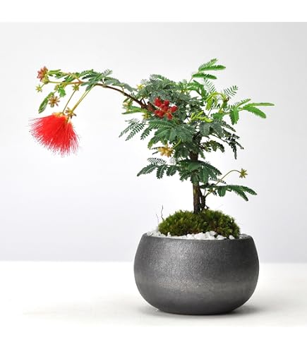 Amazon.co.jp: 杉玉 直径約38cm 屋根. C : DIY・工具・ガーデン