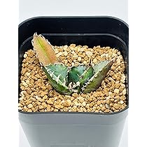 Amazon｜アガベ チタノタ 白鯨/Agave titanota 'White Whale