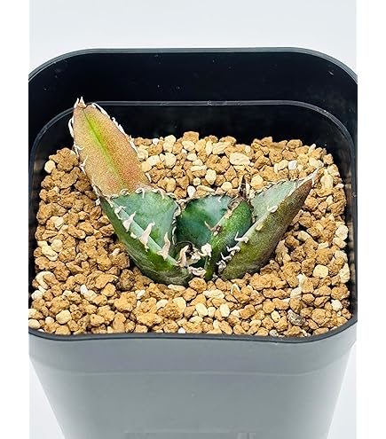 Amazon.co.jp: B1 極上子株 アガベ チタノタ 白鯨 強棘 陽炎狂刺