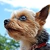 犬 Ipad壁紙 トイプードル 令和動物カレンダー その他 スマホ用画像 犬 Ipad壁紙 トイプードル 令和動物カレンダー その他 スマホ用画像