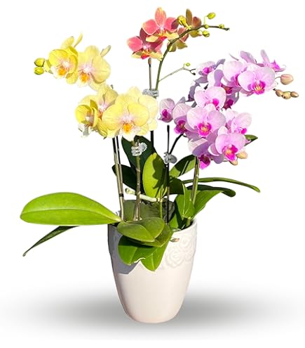 Amazon｜母の日 プレゼント ギフト 人気 gift 胡蝶蘭 (ナオミゴールド