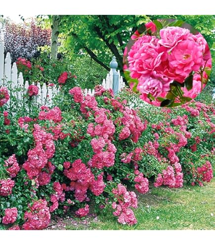 Amazon.co.jp: [ グロッグ バラ 新苗 4号鉢 ]バラ苗 鉢植え 薔薇 ばら