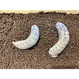 ヘラクレスオオカブト 3令幼虫 中期〜後期 オスメス ペア 60g 以上