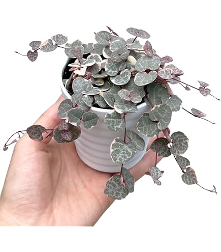 Amazon｜ハートカズラ レディーハート×2鉢 多肉植物｜観葉植物