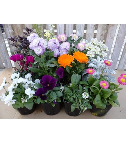 【花苗】ペチュニア　テヌート　極小輪　立ち性　ポットごと発送 楽天市場】極小輪 ペチュニア テヌート 3〜3.5号ポット苗 寄せ植え