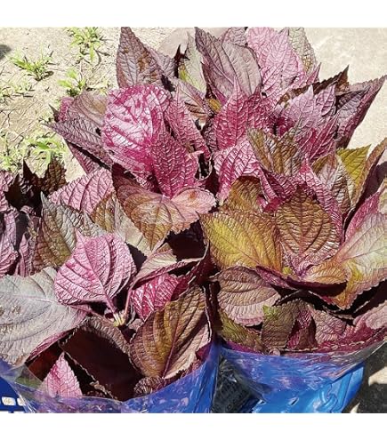 Amazon.co.jp: 愛知県産 大葉 10枚×10束 （1パック） 生鮮卸売市場