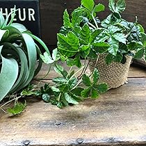 スキンダプサス　マヤリ　斑入り　カット苗 Amazon｜スキンダプサス マヤリ斑入りScindapsus Pictus