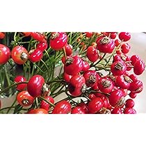 Amazon.co.jp: ITANSE ローズヒップ センセーショナル