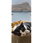 猫 iPhone 15,14,13,12,11,X 壁紙(1125x2436) Katzen des Suedens 2023: Kalender 2023 猫 iPhone 15,14,13,12,11,X 壁紙(1125x2436) Katzen des Suedens 2023: Kalender 2023