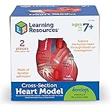 ラーニング リソーシズ(Learning Resources) 理科教材 断面模型 心臓 LER1902 正規品