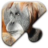 Jigsaw Puzzles Free Game - Chapter 35