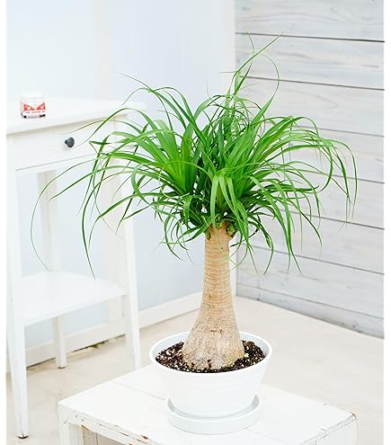 Amazon｜観葉植物 トックリラン（ノリナ ポニーテール） 鉢植え｜観葉