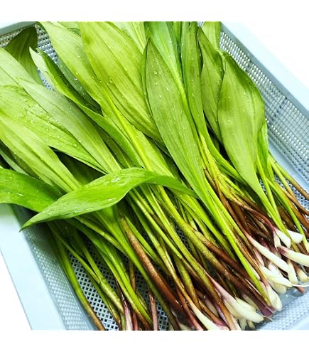 Amazon.co.jp: 北海道産 行者にんにく 1kg 採れたて 山菜