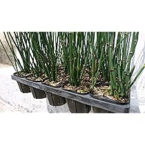 Amazon | トクサ 20potセット 10.5cmポット 木賊 | 鉢