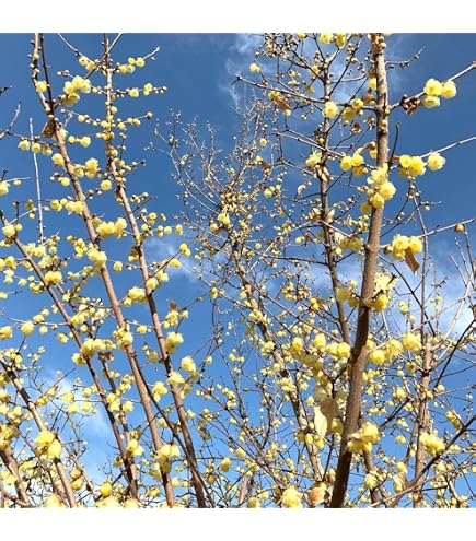 Amazon｜黒ロウバイ 黒花蝋梅 根付き苗 茶花｜観葉植物 オンライン通販