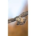 フクロウ XFVGA(480×854)壁紙 Eulen 2019 Broschuerenkalender フクロウ XFVGA(480×854)壁紙 Eulen 2019 Broschuerenkalender