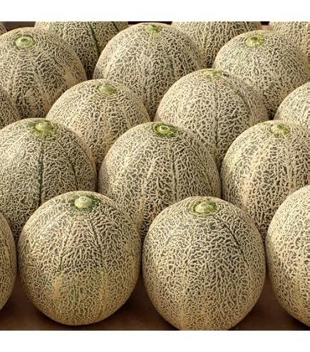 Amazon.co.jp: Melon Substitute Approx. 8.8 lbs (4 kg) (2 - 8