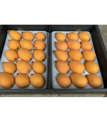 Amazon.co.jp: 無農薬 房州 びわ Lサイズ 1kg 化粧箱入 千葉産 枇杷