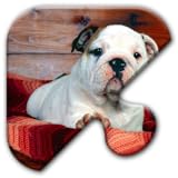 Jigsaw Puzzles Free Game - Chapter 21