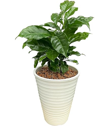 大型美品】コーヒーの木・8号鉢9/6画像追加約110cm コーヒー