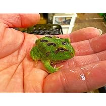 Amazon.co.jp: 【生体】クランウェルツノガエル グリーン色 from