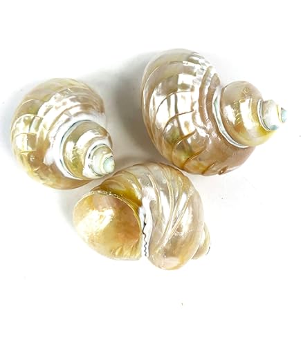 貝殻セット Amazon.co.jp: MUYYIKA カラフル 貝殻 アソート セット 天然素材