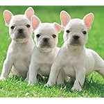 犬 Android(960×854)待ち受け フレンチ・ブルドック 犬 Android(960×854)待ち受け フレンチ・ブルドック