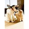猫 Iphone 640 960 壁紙 岩合光昭 見上げる その他 スマホ用画像 猫 Iphone 640 960 壁紙 岩合光昭 見上げる その他 スマホ用画像