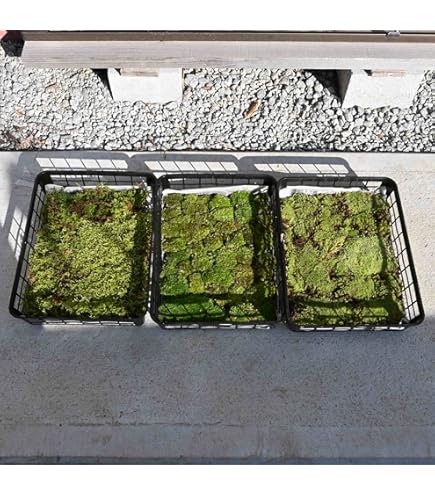 Amazon.co.jp: 【 苔 】 コケ こけ スナゴケ 砂苔 55×35cmトレー