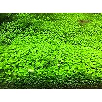 Amazon.co.jp: （水草）クリプトコリネ バランサエ（水中葉