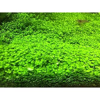 Amazon Co Jp ほしい物ランキング 生体 水草 で ほしい物リストとレジストリに最も多く追加された商品