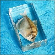 魚類標本 61crUsyAq-L._UF894,1000_QL80_.jpg