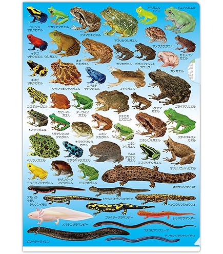 Amazon.co.jp: ザ・アクセス The ACCESS クリアファイル トカゲ A4