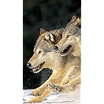 オオカミ フルHD(1080×1920)スマホ壁紙/待受 Woelfe - Wolves - Loups 2021 Artwork: Kalender オオカミ フルHD(1080×1920)スマホ壁紙/待受 Woelfe - Wolves - Loups 2021 Artwork: Kalender
