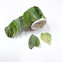 葉っぱ 81QMoSByHDL._AC_UL210_SR210,