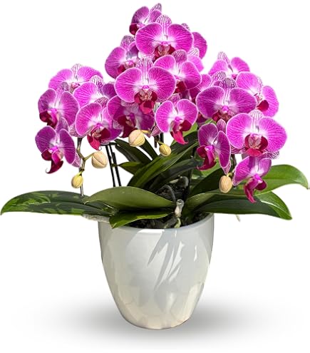 Amazon｜原種胡蝶蘭 phal. violacea インディゴ ブルー個体｜観葉植物