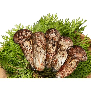 Amazon.co.jp 売れ筋ランキング: 松茸 の中で最も人気のある商品です