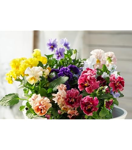 Amazon.co.jp: ビオラ ゆうやけ 3.5号ポット苗 3株セット 寄せ植え