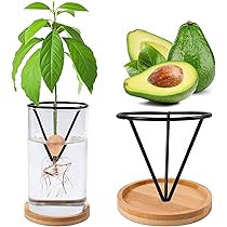 【アボカド】火鉢 Amazon.co.jp: Bylion アボカドツリー栽培キット 5個 アボカド