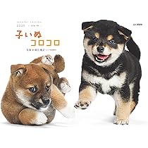 いぬのきもち⭐︎2021年1月から11月分⭐︎まとめ売り⭐︎ いぬのきもち 11月号 横尾 - メルカリ
