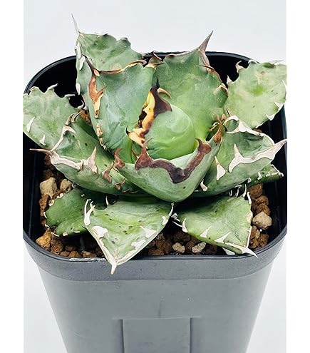 4月入荷 オテロイ 種子 12000粒 チタノタ アガベ Amazon.co.jp: 4月入荷 オテロイ 種子 100粒 チタノタ アガベ