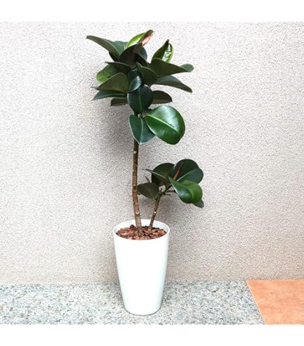 Amazon.co.jp: PLANCHU 観葉植物 フィカス ソフィア 3.5号鉢 受け皿