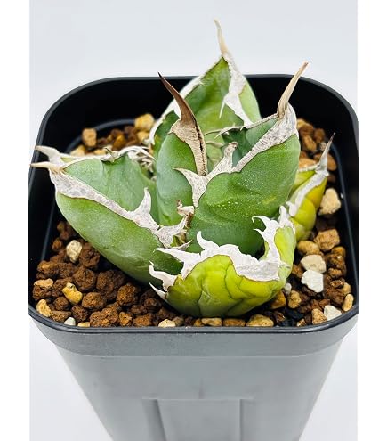 Amazon｜アガベ チタノタ ハデス 黒帝斯/Agave titanota 'Hades'/観葉